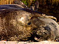 Huge Seal Harems