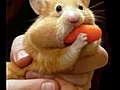 Funny Animal Pictures