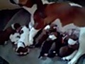 Basset hound puppies born June 19 - 4 boys and 3 girls