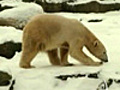 L’orso Knut compie 4 anni,  festa a Berlino