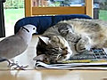 Bird Won’t Let Cat Sleep