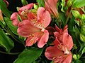 Time-lapse Of Opening Pink Peruvian Lilies 2 Stock Footage