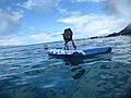 Dog on Surfboard