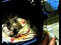 Restless Kittens 1
