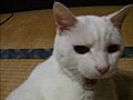 たたみ猫