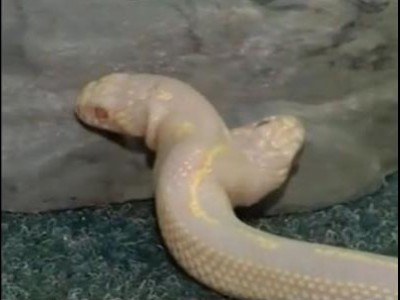 Un serpent albinos à deux têtes en exposition !