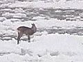 Oh,  Deer: Animal Stranded On Floating Ice