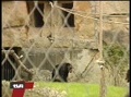 Berlin News: Schimpansen im neuen Zoo-Gehege
