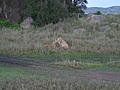 Serengeti National Park - lion cubs with thier mothers