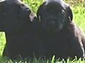 Cute Labrador Pups a Few Weeks Old