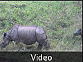 Rhino with baby on elephant safari - Royal Chitwan NP, Nepal