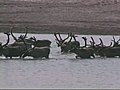 Sounding the alarm about arctic reindeer