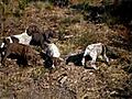 Chiots Braque Allemand German Shorthaired Pointer Puppies