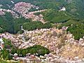 山、駆け登る桜色　奈良・吉野