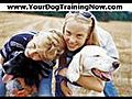 Canine training,  dog training, teach a dog, training a dog, training Dogs, train, teach, dogs, pets, puppies