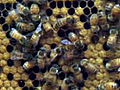 LIFE in the News: Honey Bees