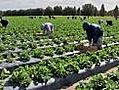 Wind big concern for strawberry growers