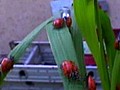 Millions of ladybugs in Colorado