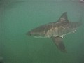 Kayaker Encounters Shark