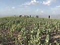 Afghan Farmers Need Opium Crops