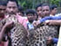 Forests gone,  leopards move to tea bushes