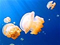 Great Migrations - Jellyfish Lake