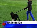 Obamas Unveil New First Dog Bo