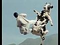 Kungfu Cow