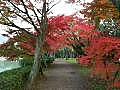 大沢池の悟りの世界　紅葉編