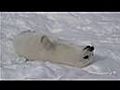 The noisy Harp seal pup