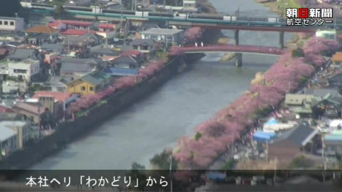 川沿い染める河津桜　静岡