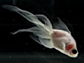 Transparent goldfish offer clarity