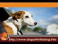 Treating Dog Hip Dysplasia With Surgery & Dog Arthritis Medication