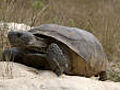 Gopher tortoise burrows