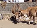 إنهم والعياذ’ بالله يقدسون البقر فى الهند