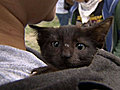 Top Picks : Cat walk : CTV British Columbia: Cat walk held for orphaned kittens