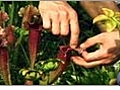 Growing the Pitcher Plant- An Unusual Perennial