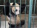 Zucht-Panda aus Japan in China gelandet