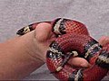 SLA - Identifying colorful snakes with Bunny Watson