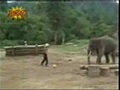 elephant football