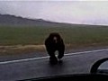 Wild bear attacks car