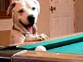 Dog is pool shark