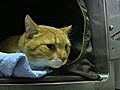 Florida Cat Comes Back After 3 Years