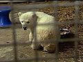 Raw Video: Rescued polar bear sent to Kentucky