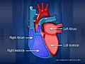 Heart Anatomy