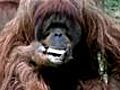 Strange - Orangutans Celebrate Passover