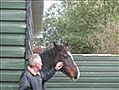 kroelie woelie bij paarden