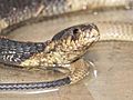 Bronx Cobra Captured; What Next?