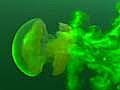 Jellyfish Mix Up Ocean Water