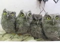 Baby Owls